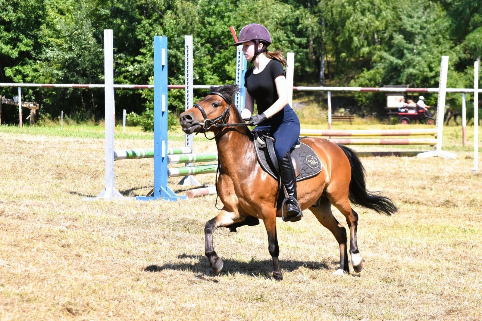 Zdjęcie w galerii na portalu naszwodzislaw.com: Hodowcy zaprezentowali konie w Krostoszowicach [FOTO] wiadomości z regionu