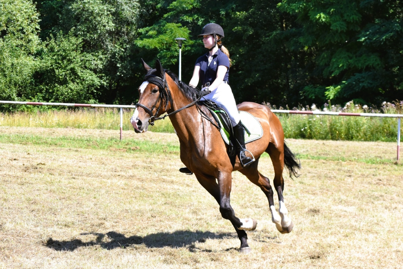 Zdjęcie w galerii na portalu naszwodzislaw.com: Hodowcy zaprezentowali konie w Krostoszowicach [FOTO] wiadomości z regionu