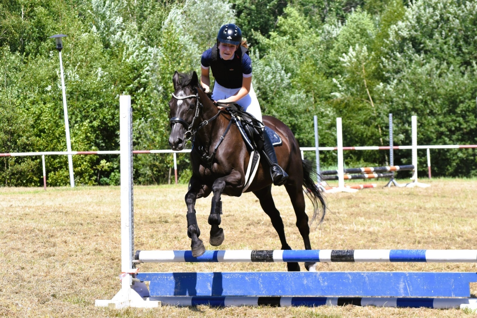 Zdjęcie w galerii na portalu naszwodzislaw.com: Hodowcy zaprezentowali konie w Krostoszowicach [FOTO] wiadomości z regionu