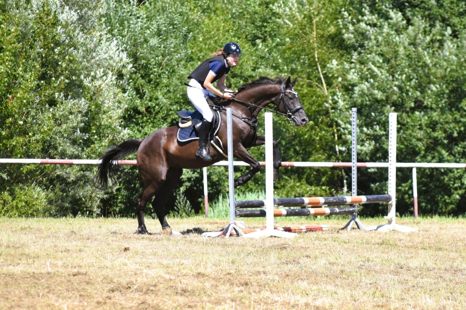 Zdjęcie w galerii na portalu naszwodzislaw.com: Hodowcy zaprezentowali konie w Krostoszowicach [FOTO] wiadomości z regionu