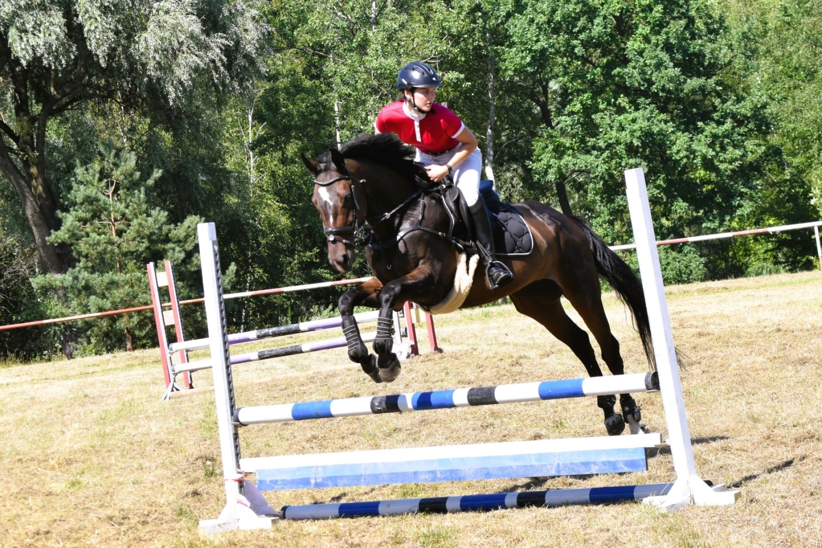 Zdjęcie w galerii na portalu naszwodzislaw.com: Hodowcy zaprezentowali konie w Krostoszowicach [FOTO] wiadomości z regionu