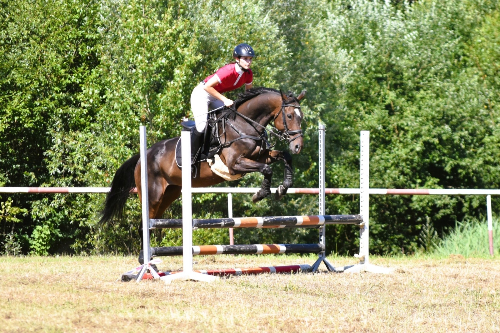 Zdjęcie w galerii na portalu naszwodzislaw.com: Hodowcy zaprezentowali konie w Krostoszowicach [FOTO] wiadomości z regionu