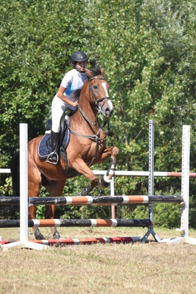Zdjęcie w galerii na portalu naszwodzislaw.com: Hodowcy zaprezentowali konie w Krostoszowicach [FOTO] wiadomości z regionu