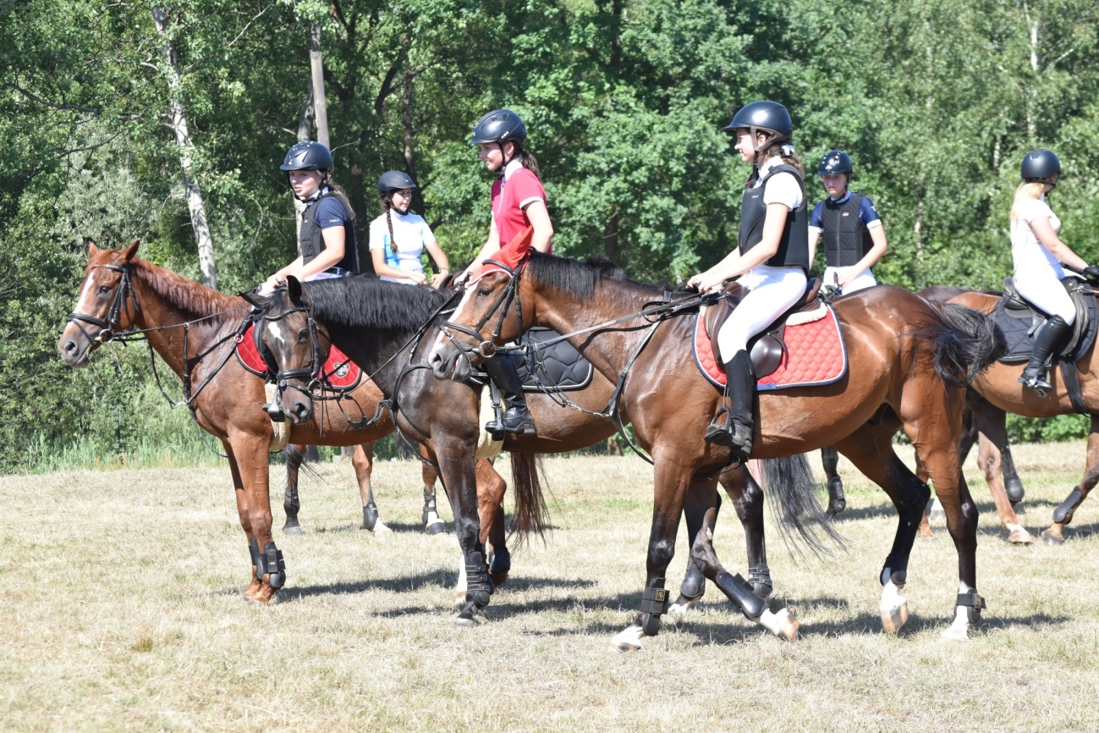 Zdjęcie w galerii na portalu naszwodzislaw.com: Hodowcy zaprezentowali konie w Krostoszowicach [FOTO] wiadomości z regionu