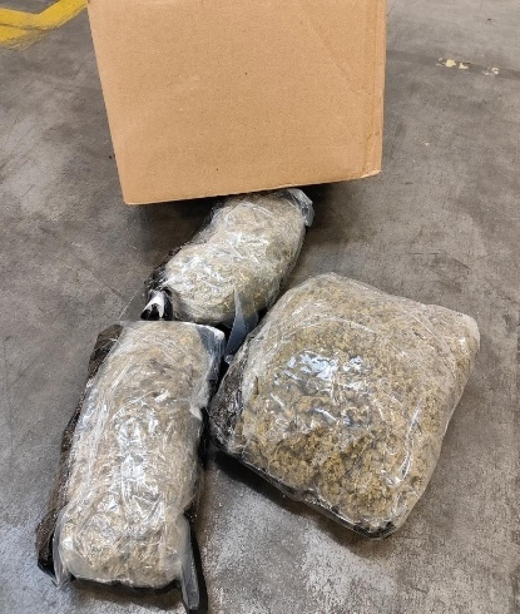 Zdjęcie w galerii na portalu naszwodzislaw.com: Kodi - pies celników takich rzeczy nie przegapia wiadomości z regionu