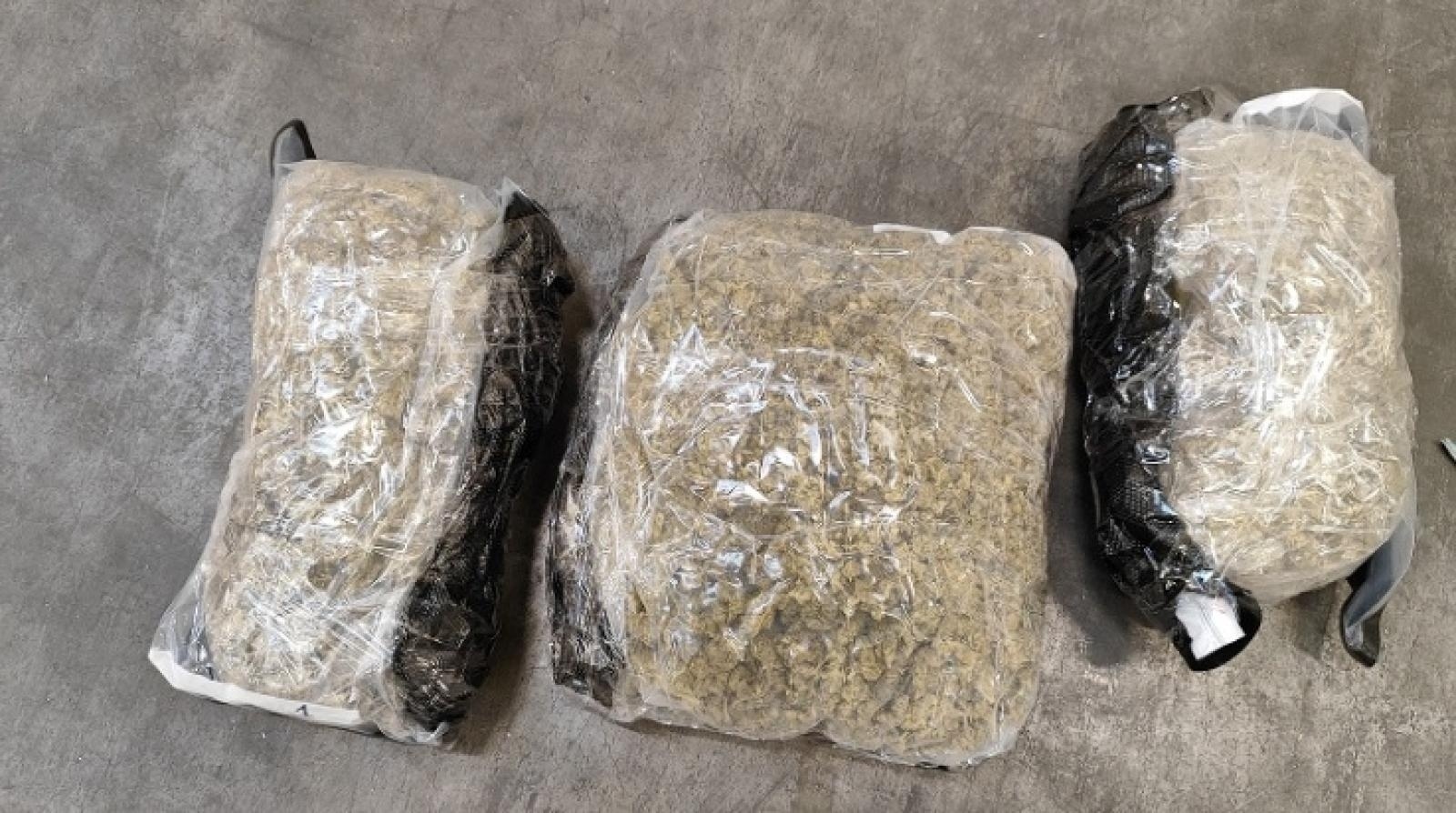 Zdjęcie w galerii na portalu naszwodzislaw.com: Kodi - pies celników takich rzeczy nie przegapia wiadomości z regionu