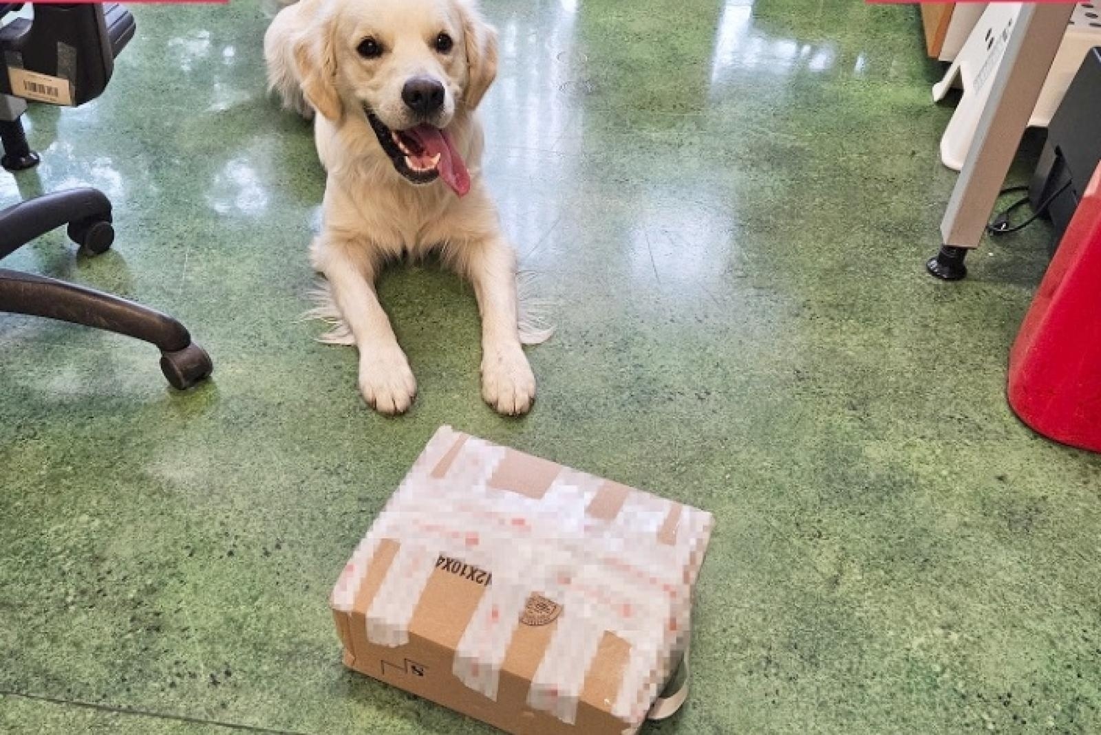 Zdjęcie w galerii na portalu naszwodzislaw.com: Kodi - pies celników takich rzeczy nie przegapia wiadomości z regionu