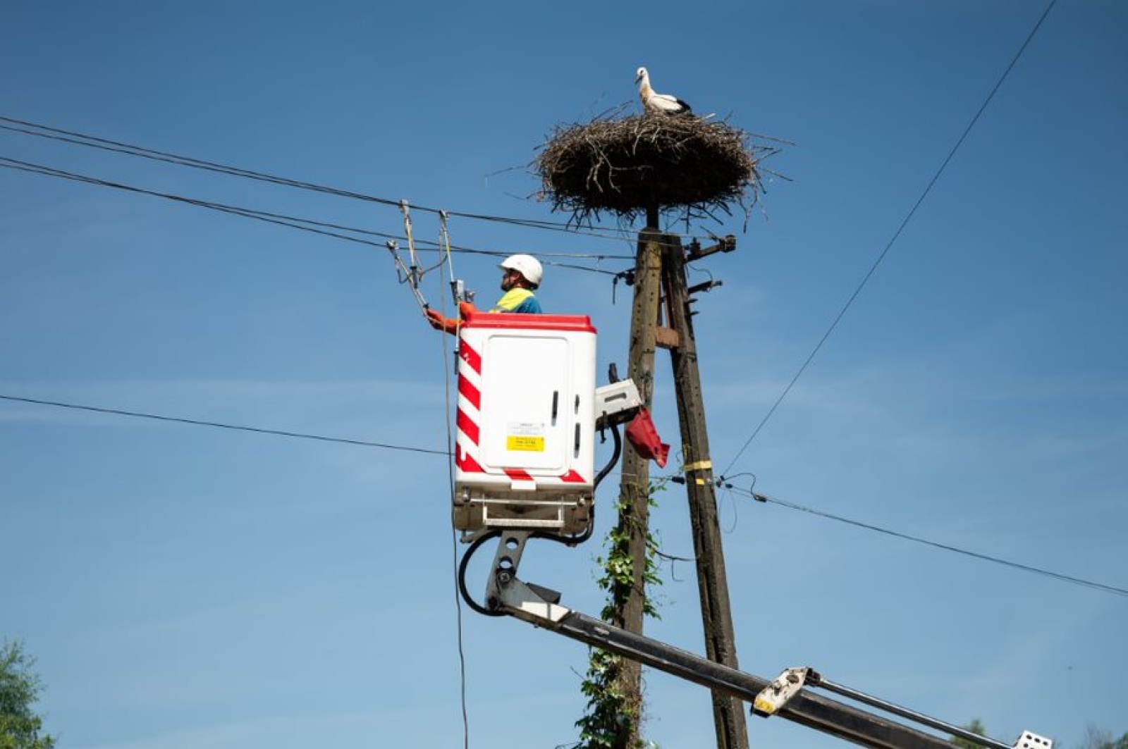 Zdjęcie w galerii na portalu naszwodzislaw.com: TAURON podsumowuje obrączkowanie bocianów wiadomości z regionu