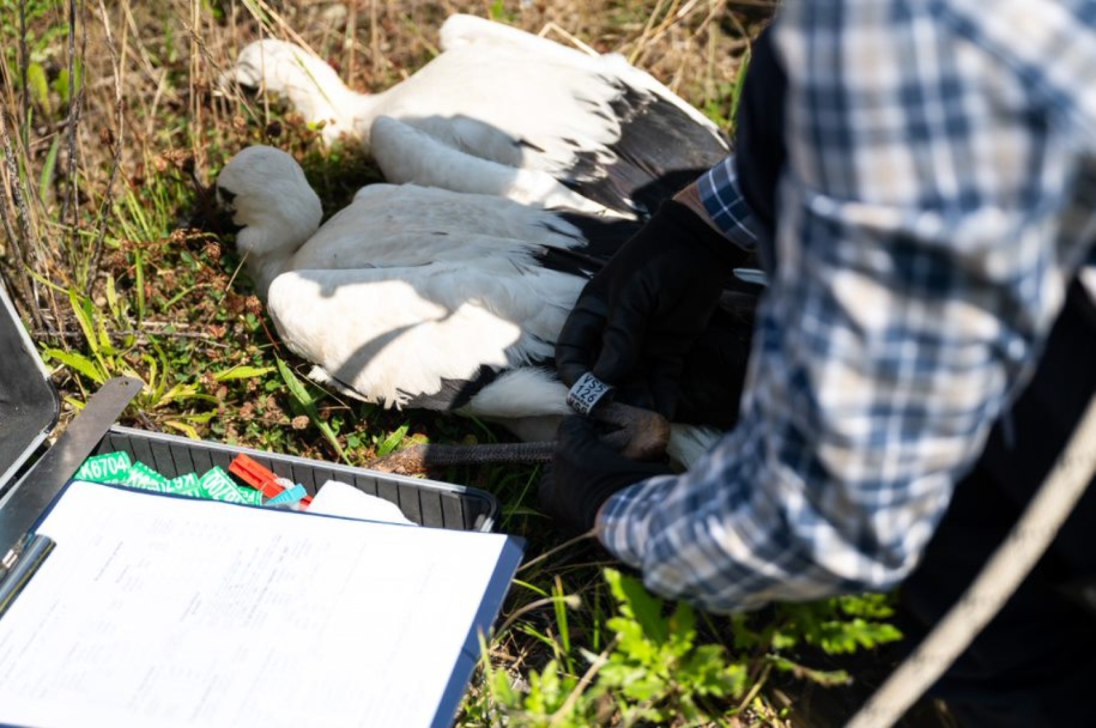 Zdjęcie w galerii na portalu naszwodzislaw.com: TAURON podsumowuje obrączkowanie bocianów wiadomości z regionu