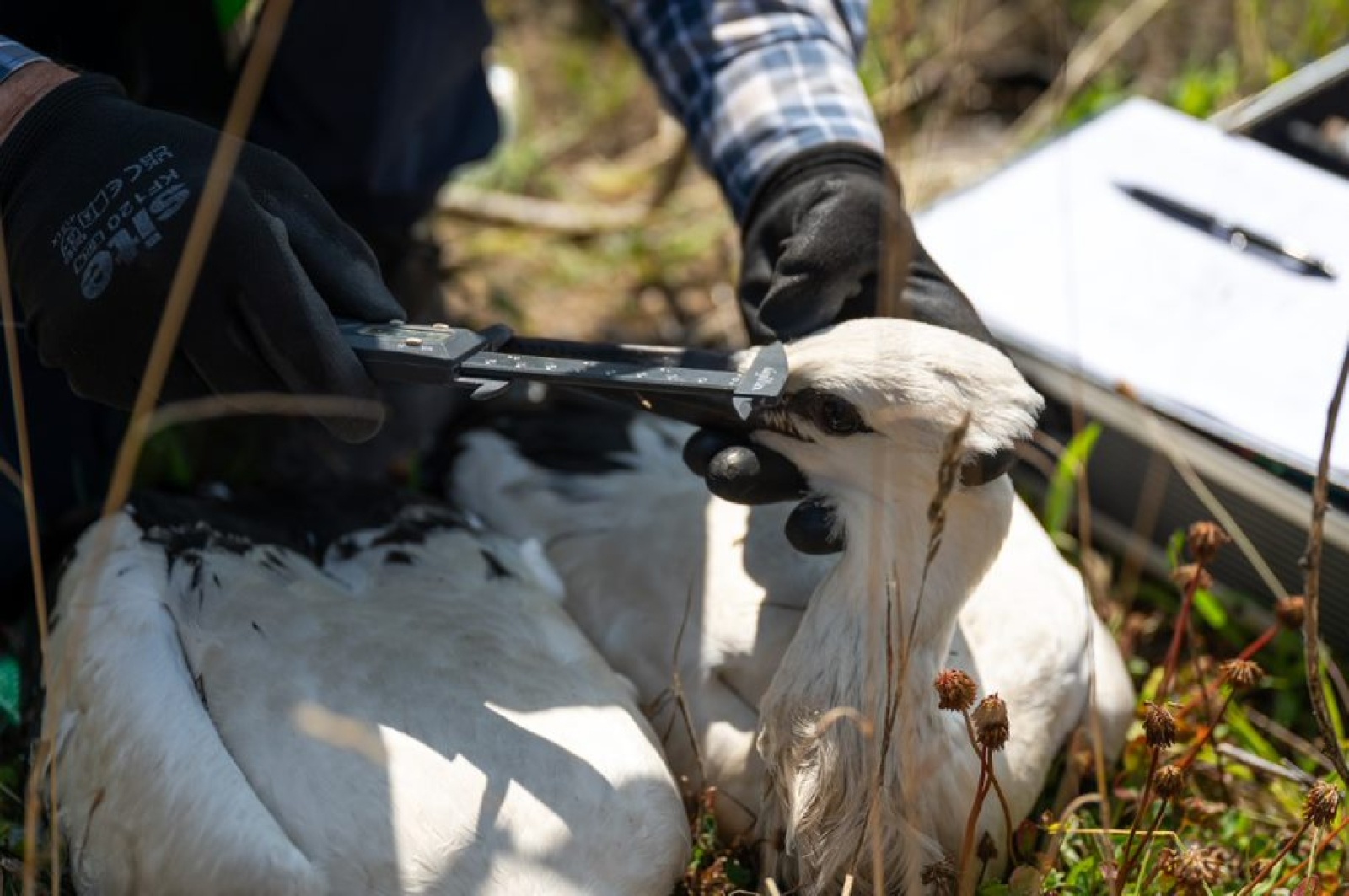 Zdjęcie w galerii na portalu naszwodzislaw.com: TAURON podsumowuje obrączkowanie bocianów wiadomości z regionu