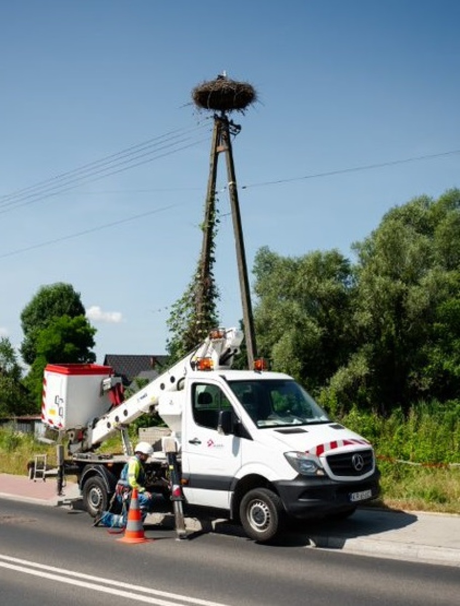 Zdjęcie w galerii na portalu naszwodzislaw.com: TAURON podsumowuje obrączkowanie bocianów wiadomości z regionu