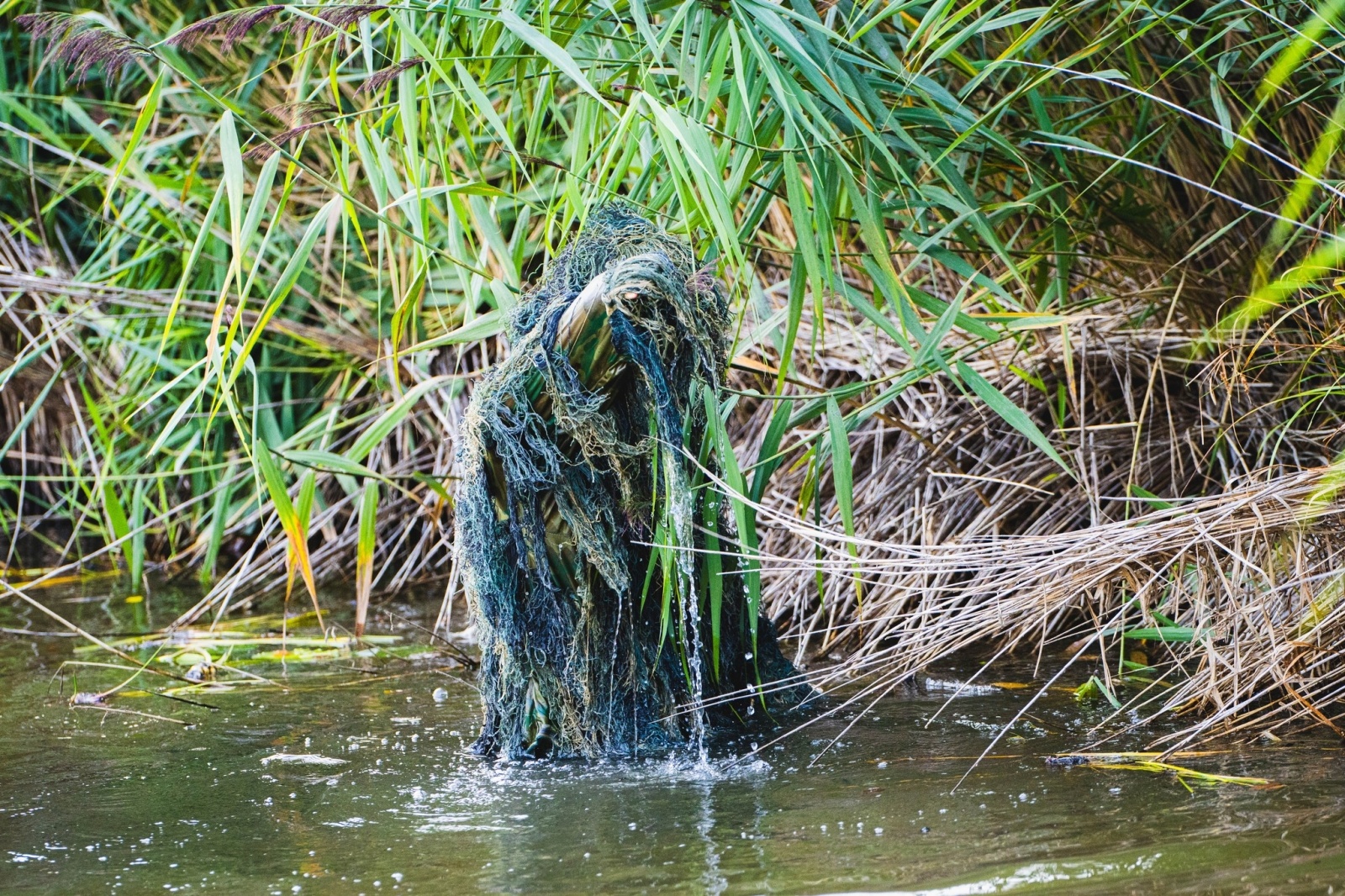 Zdjęcie w galerii na portalu naszwodzislaw.com: Moc atrakcji na otwarcie Balatonu [FOTO] wiadomości z regionu