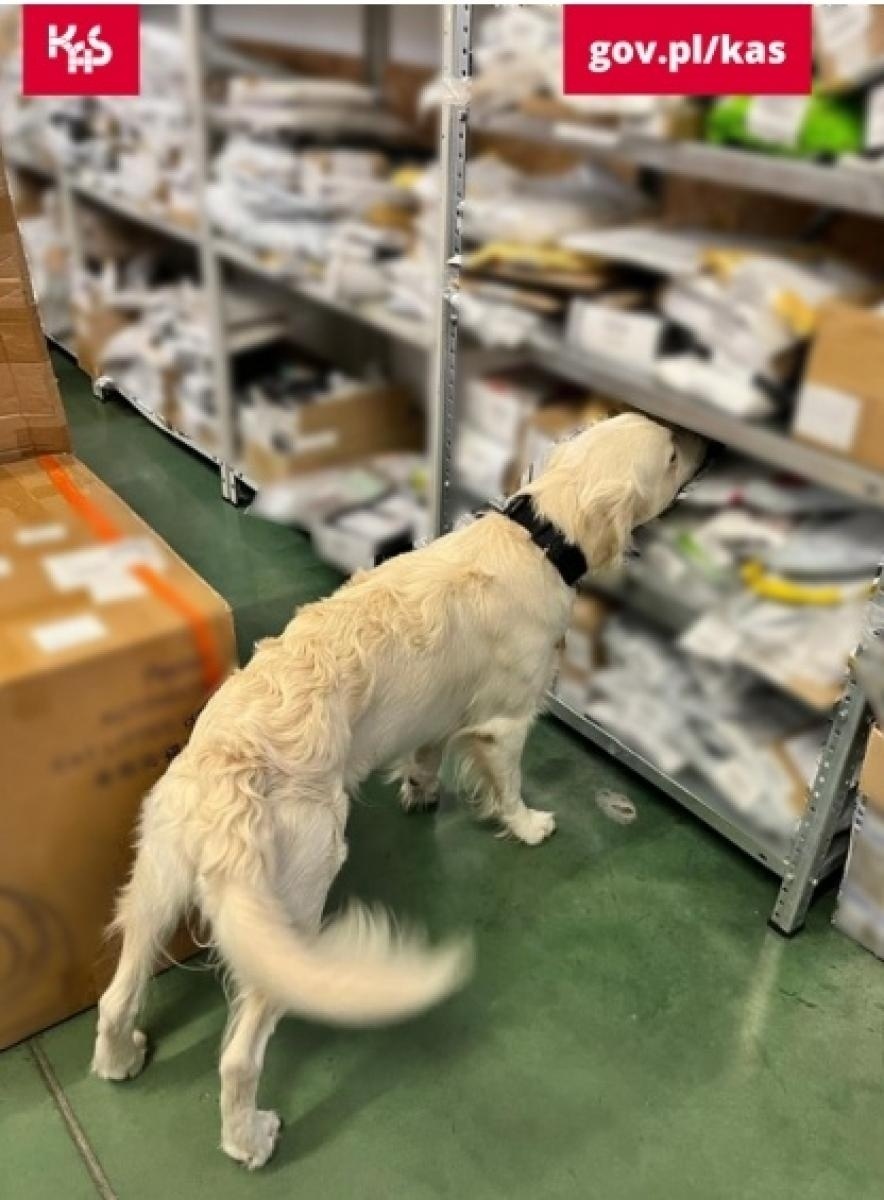 Zdjęcie w galerii na portalu naszwodzislaw.com: Kolejny sukces psa Kodiego. Wywęszył marihuanę w przesyłkach pocztowych wiadomości z regionu