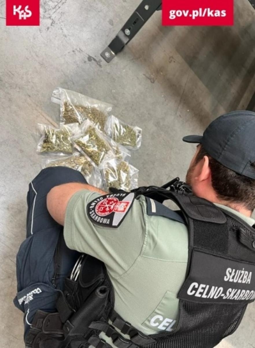 Zdjęcie w galerii na portalu naszwodzislaw.com: Kolejny sukces psa Kodiego. Wywęszył marihuanę w przesyłkach pocztowych wiadomości z regionu