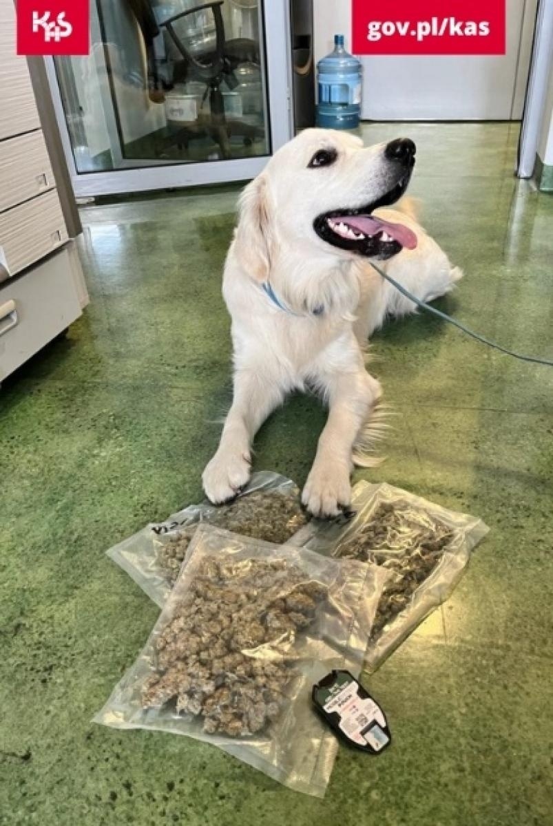 Zdjęcie w galerii na portalu naszwodzislaw.com: Kolejny sukces psa Kodiego. Wywęszył marihuanę w przesyłkach pocztowych wiadomości z regionu