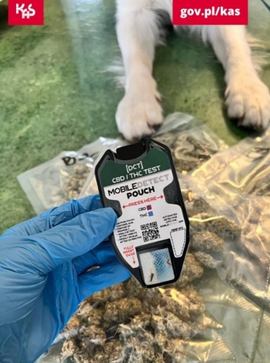 Zdjęcie w galerii na portalu naszwodzislaw.com: Kolejny sukces psa Kodiego. Wywęszył marihuanę w przesyłkach pocztowych wiadomości z regionu