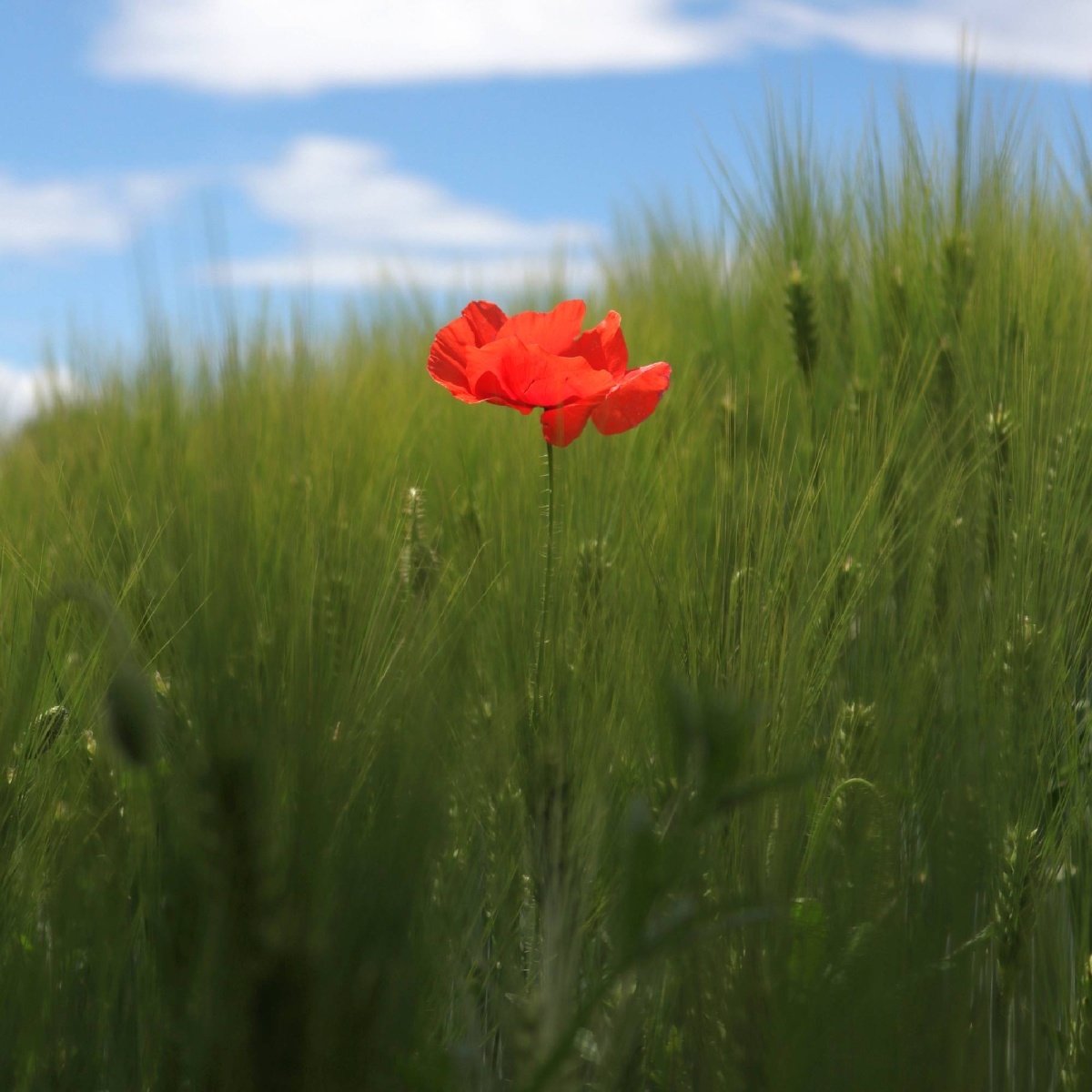 Zdjęcie w galerii na portalu naszwodzislaw.com: Rozpocznij swoją artystyczną przygodę w Akademii Nauk Stosowanych w Raciborzu! wiadomości z regionu