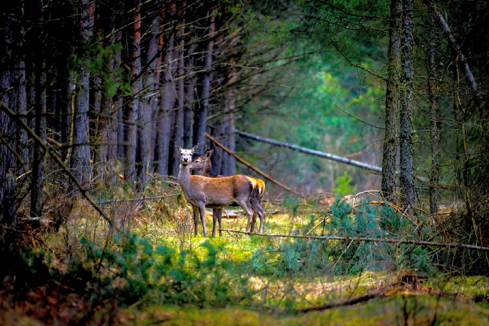 Zdjęcie w galerii na portalu naszwodzislaw.com: Rozpocznij swoją artystyczną przygodę w Akademii Nauk Stosowanych w Raciborzu! wiadomości z regionu