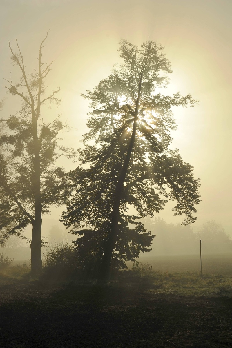 Zdjęcie w galerii na portalu naszwodzislaw.com: Rozpocznij swoją artystyczną przygodę w Akademii Nauk Stosowanych w Raciborzu! wiadomości z regionu