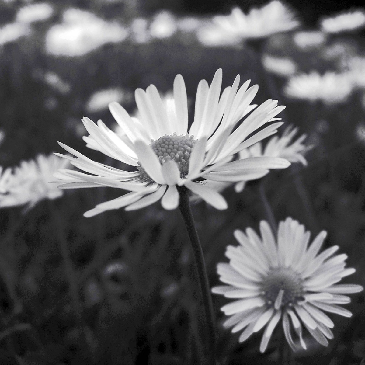 Zdjęcie w galerii na portalu naszwodzislaw.com: Rozpocznij swoją artystyczną przygodę w Akademii Nauk Stosowanych w Raciborzu! wiadomości z regionu