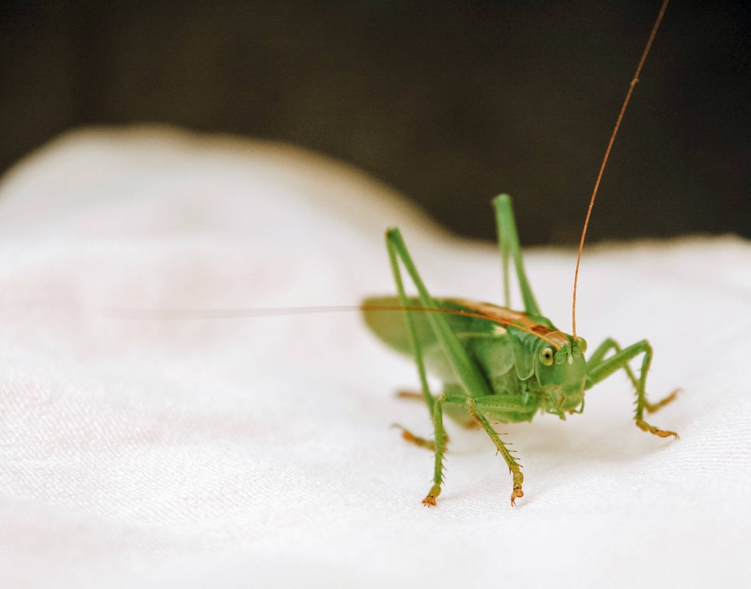Zdjęcie w galerii na portalu naszwodzislaw.com: Rozpocznij swoją artystyczną przygodę w Akademii Nauk Stosowanych w Raciborzu! wiadomości z regionu