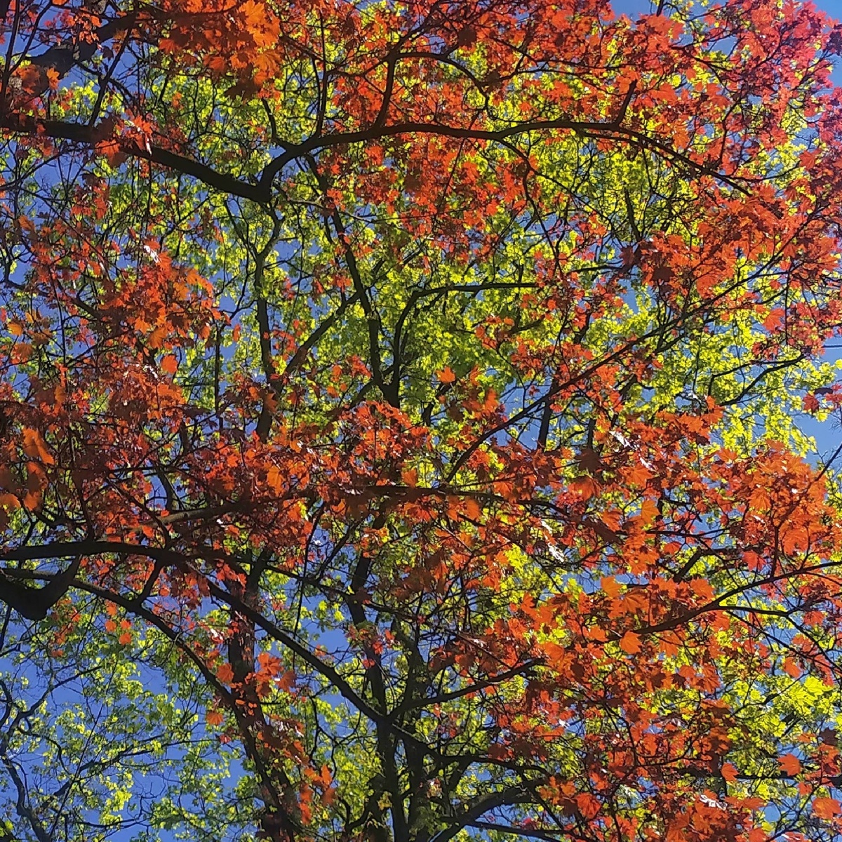 Zdjęcie w galerii na portalu naszwodzislaw.com: Rozpocznij swoją artystyczną przygodę w Akademii Nauk Stosowanych w Raciborzu! wiadomości z regionu