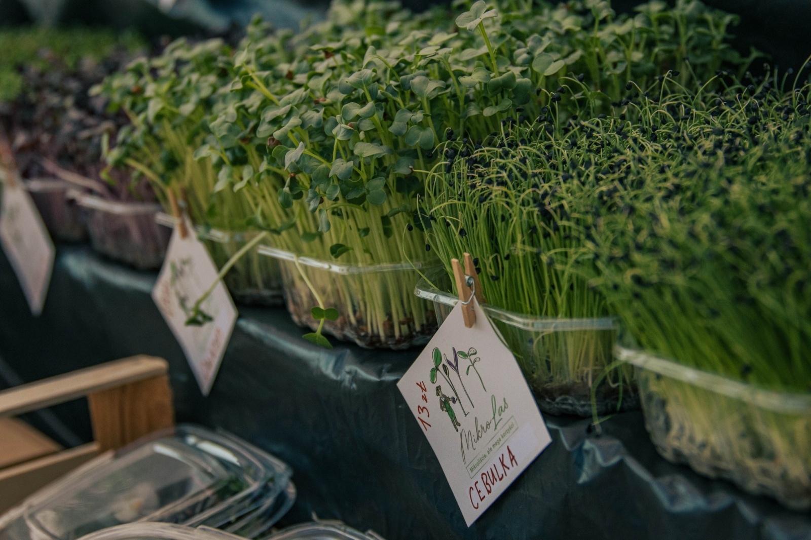Zdjęcie w galerii na portalu naszwodzislaw.com: Wyjątkowa odsłona DzieJesie(ń) Festiwalu za nami [FOTO] wiadomości z regionu
