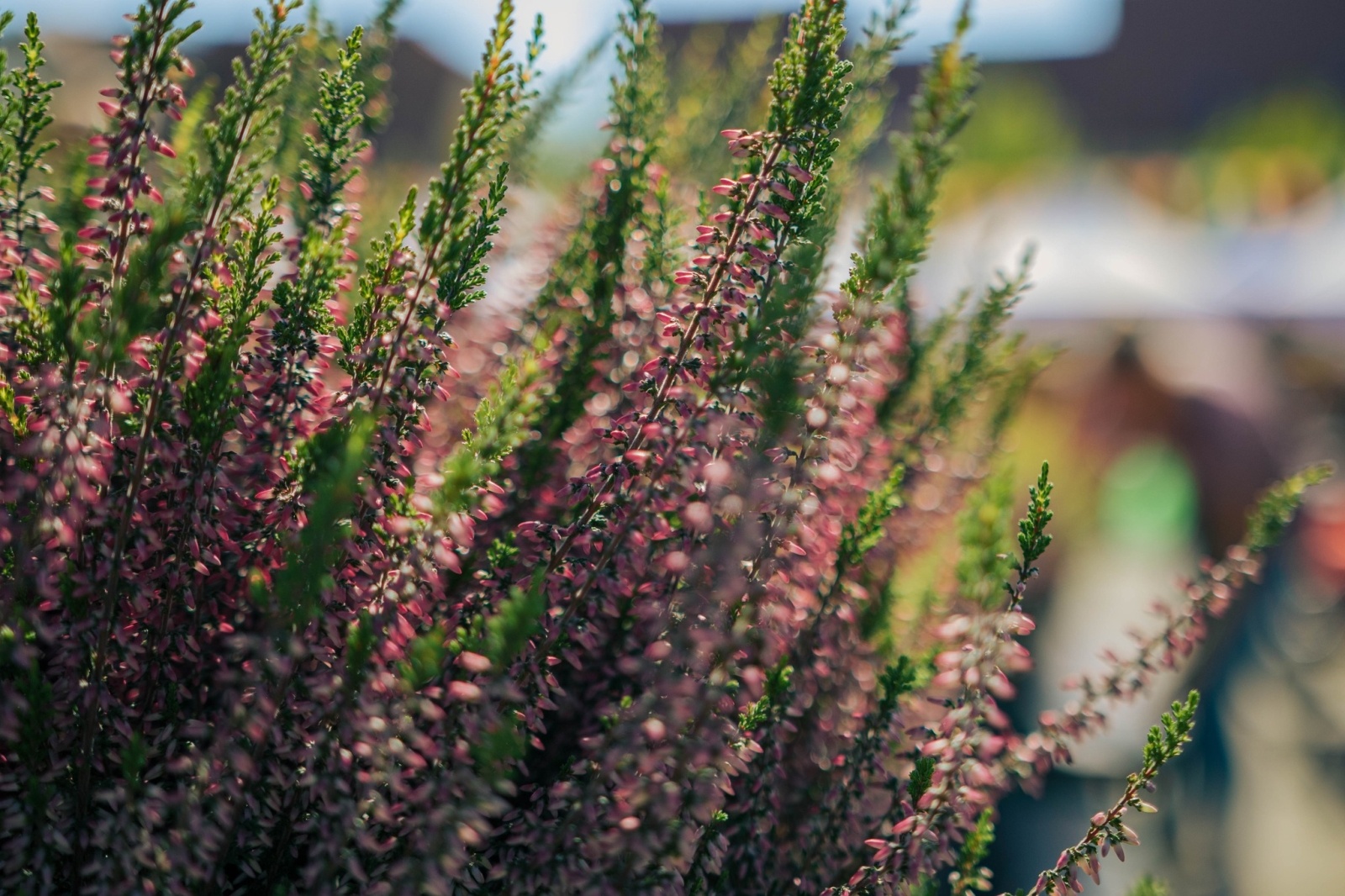Zdjęcie w galerii na portalu naszwodzislaw.com: Wyjątkowa odsłona DzieJesie(ń) Festiwalu za nami [FOTO] wiadomości z regionu