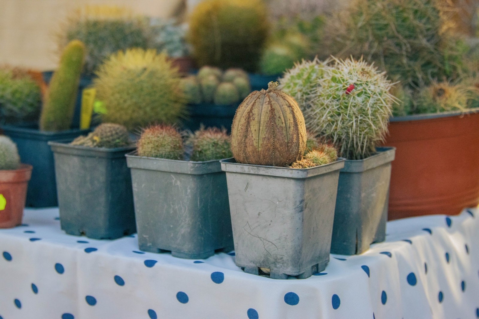 Zdjęcie w galerii na portalu naszwodzislaw.com: Wyjątkowa odsłona DzieJesie(ń) Festiwalu za nami [FOTO] wiadomości z regionu