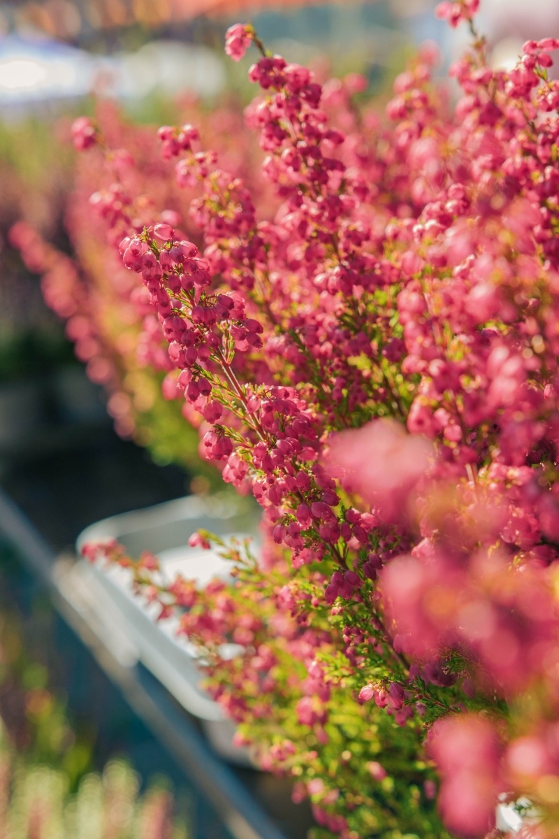 Zdjęcie w galerii na portalu naszwodzislaw.com: Wyjątkowa odsłona DzieJesie(ń) Festiwalu za nami [FOTO] wiadomości z regionu