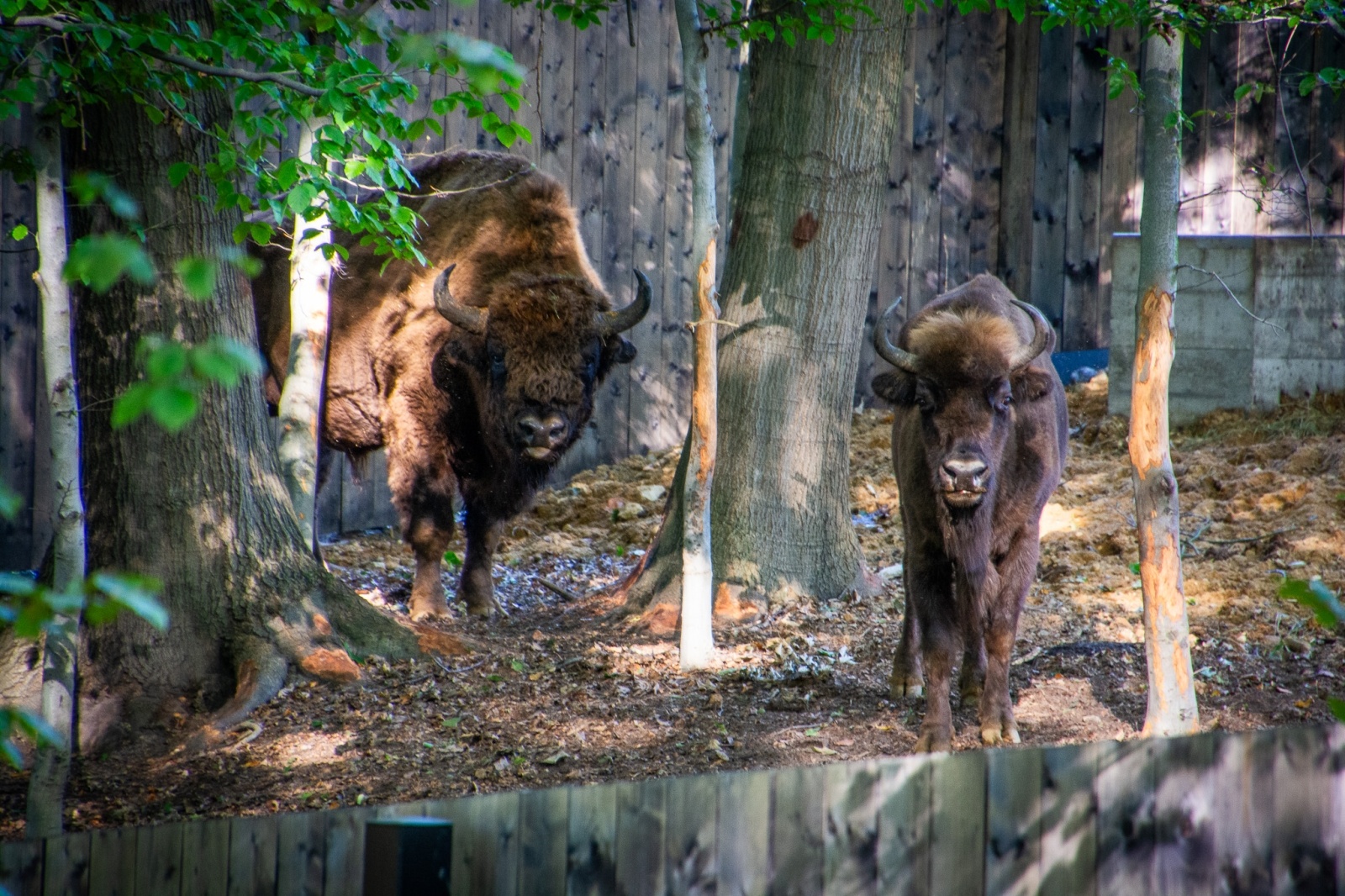 Zdjęcie w galerii na portalu naszwodzislaw.com: Król puszczy wrócił nad górną Odrę. Żubrowisko w Raciborzu Brzeziu zasiedlone [FOTO i WIDEO] wiadomości z regionu