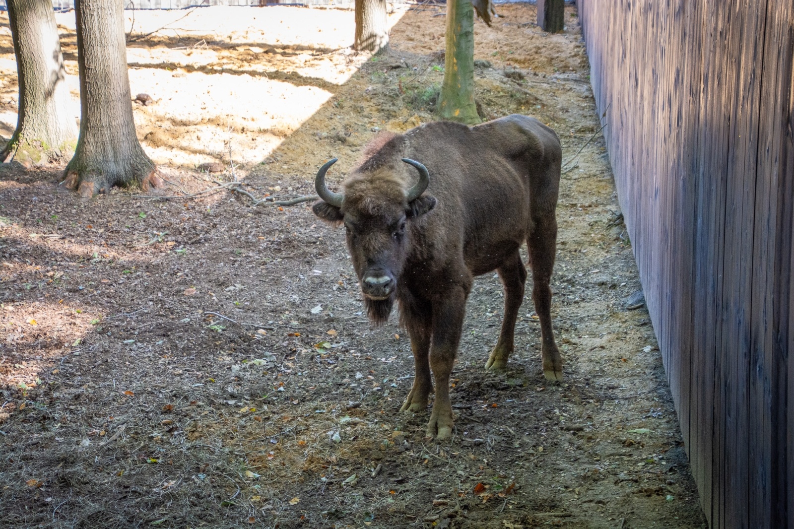 Zdjęcie w galerii na portalu naszwodzislaw.com: Król puszczy wrócił nad górną Odrę. Żubrowisko w Raciborzu Brzeziu zasiedlone [FOTO i WIDEO] wiadomości z regionu