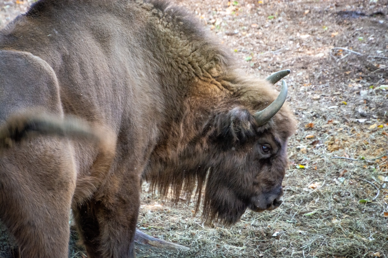 Zdjęcie w galerii na portalu naszwodzislaw.com: Król puszczy wrócił nad górną Odrę. Żubrowisko w Raciborzu Brzeziu zasiedlone [FOTO i WIDEO] wiadomości z regionu
