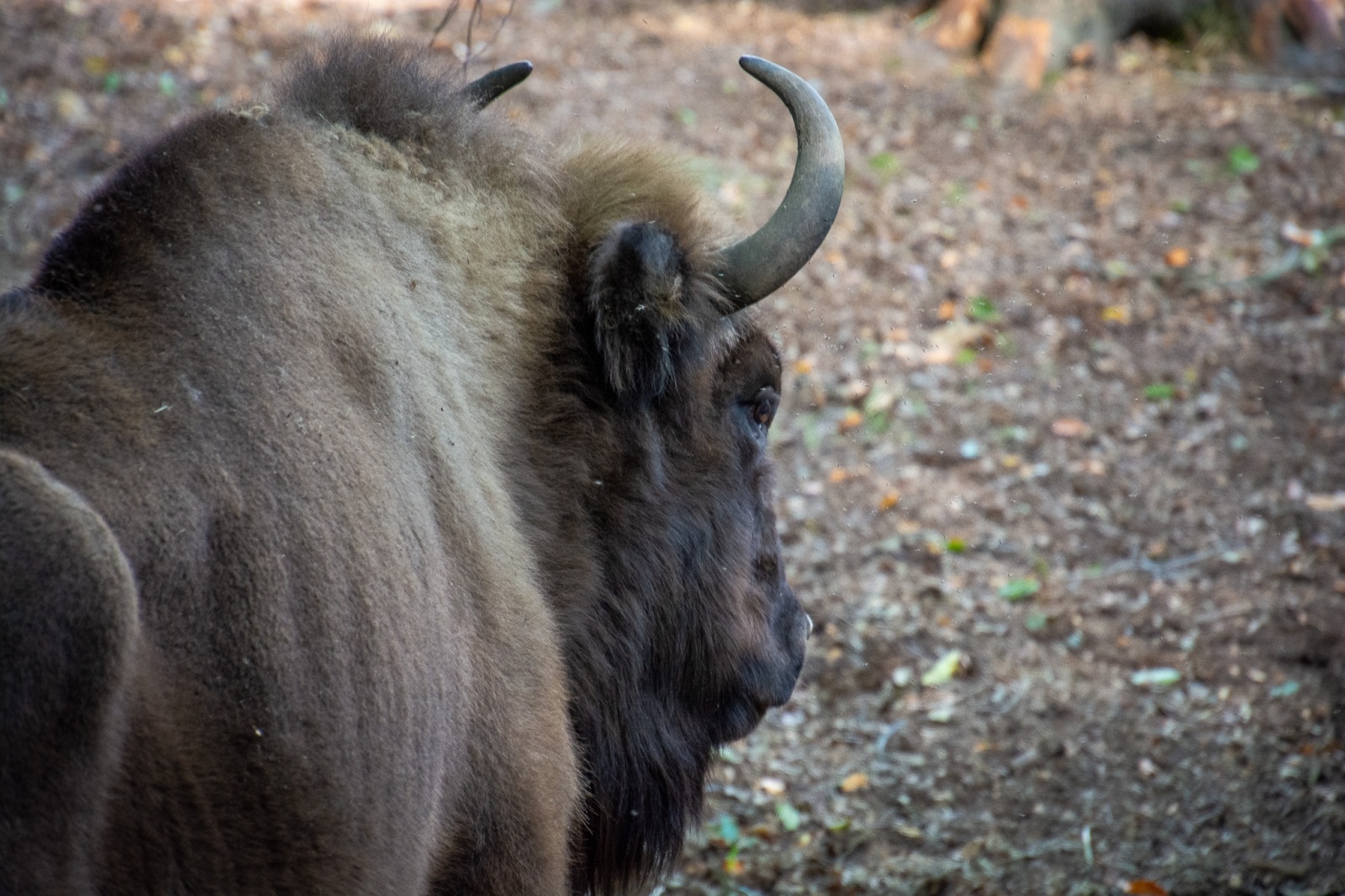 Zdjęcie w galerii na portalu naszwodzislaw.com: Król puszczy wrócił nad górną Odrę. Żubrowisko w Raciborzu Brzeziu zasiedlone [FOTO i WIDEO] wiadomości z regionu