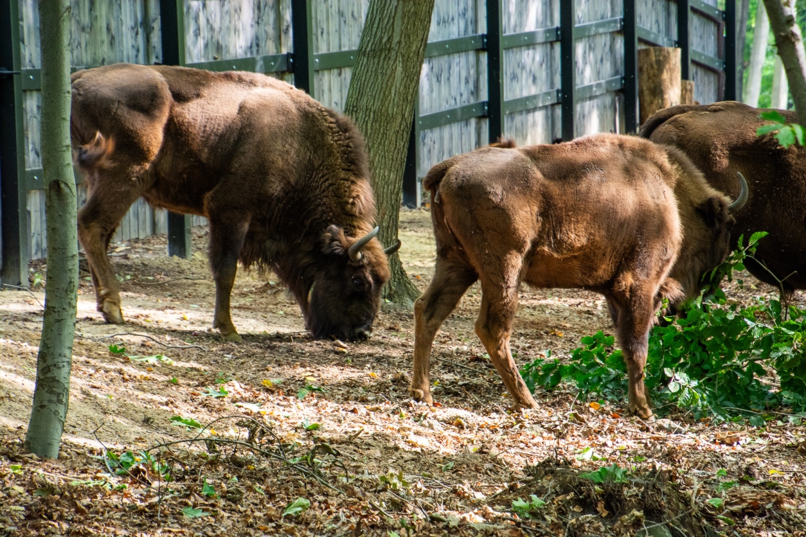 Zdjęcie w galerii na portalu naszwodzislaw.com: Król puszczy wrócił nad górną Odrę. Żubrowisko w Raciborzu Brzeziu zasiedlone [FOTO i WIDEO] wiadomości z regionu