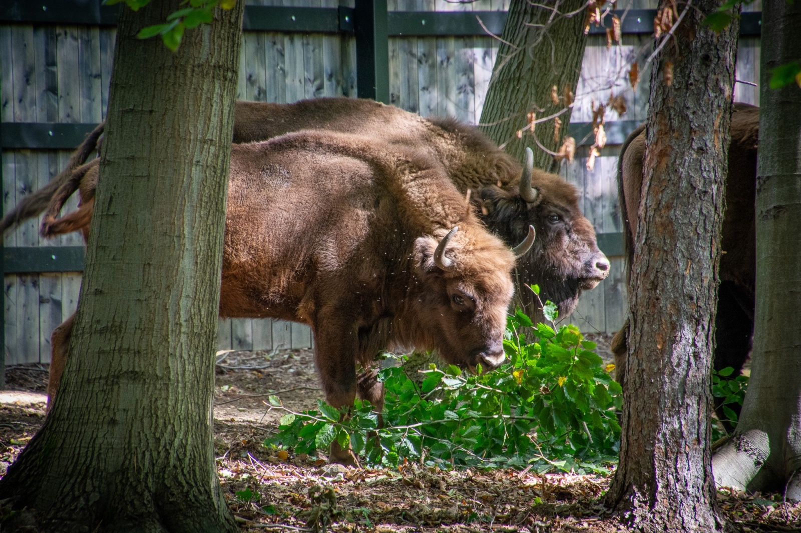 Zdjęcie w galerii na portalu naszwodzislaw.com: Król puszczy wrócił nad górną Odrę. Żubrowisko w Raciborzu Brzeziu zasiedlone [FOTO i WIDEO] wiadomości z regionu