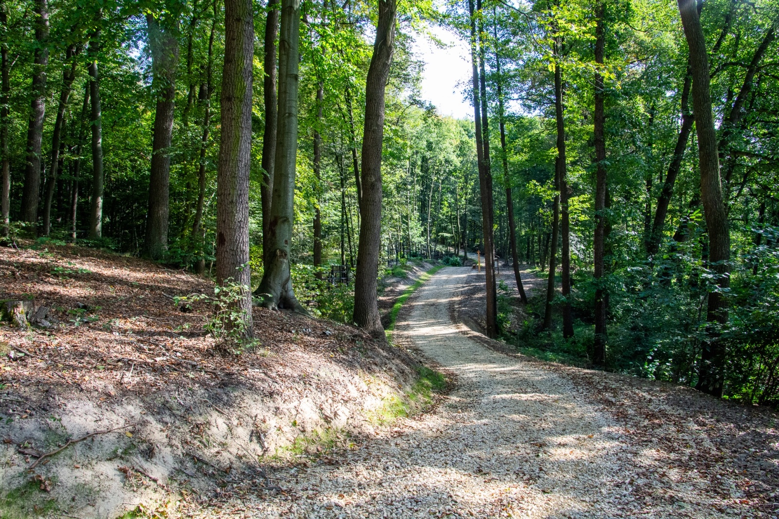 Zdjęcie w galerii na portalu naszwodzislaw.com: Król puszczy wrócił nad górną Odrę. Żubrowisko w Raciborzu Brzeziu zasiedlone [FOTO i WIDEO] wiadomości z regionu