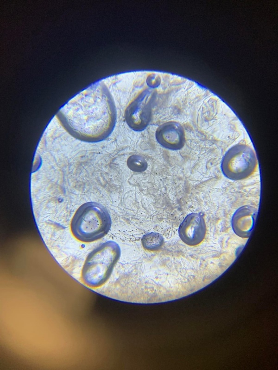 Zdjęcie w galerii na portalu naszwodzislaw.com: Jesienna gołkowicka Noc Naukowców [FOTO] wiadomości z regionu