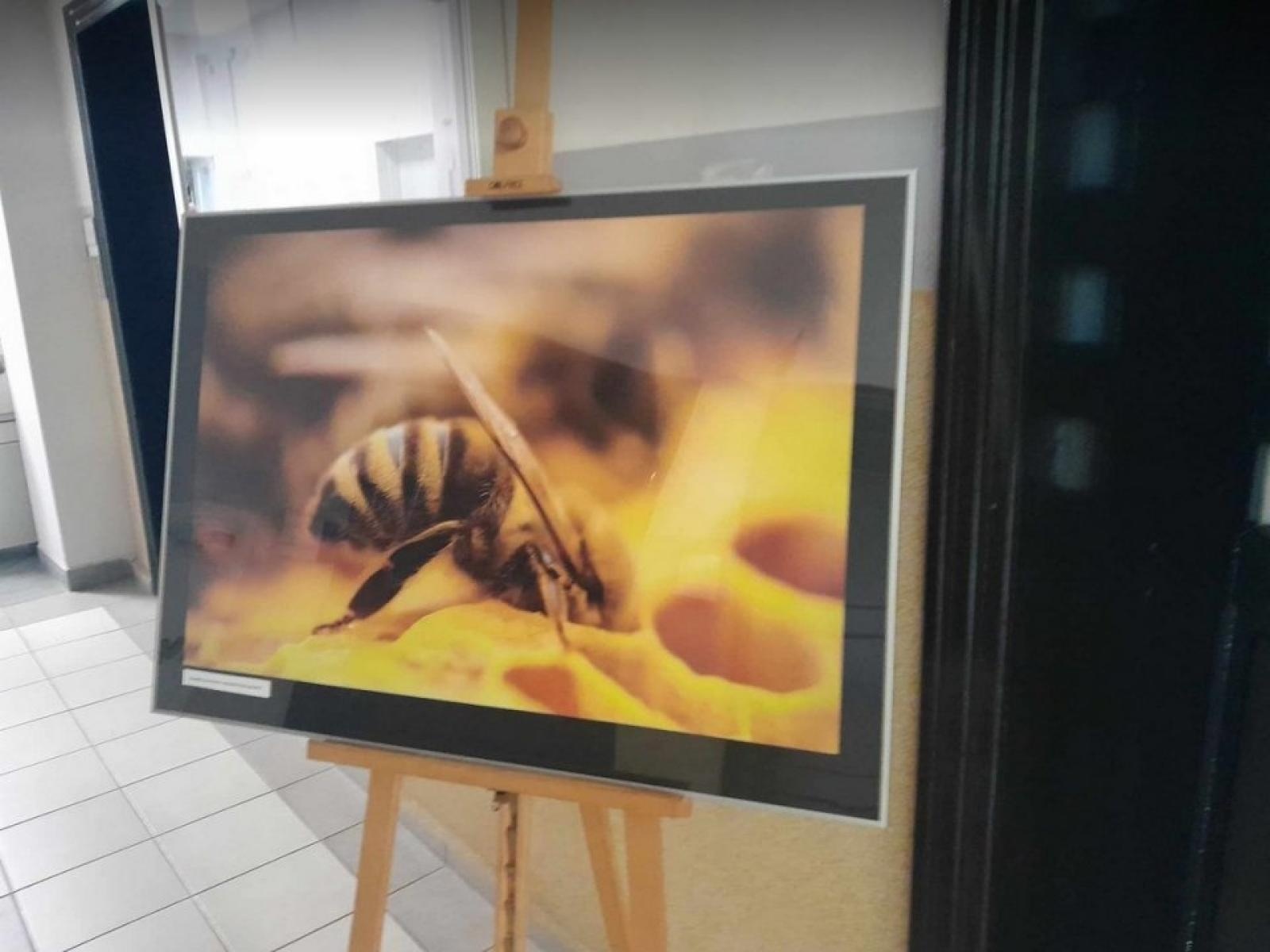 Zdjęcie w galerii na portalu naszwodzislaw.com: To Bee or not to Bee. Poznajmy zwycięzców konkursu wiadomości z regionu