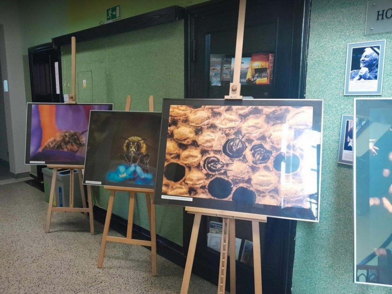 Zdjęcie w galerii na portalu naszwodzislaw.com: To Bee or not to Bee. Poznajmy zwycięzców konkursu wiadomości z regionu