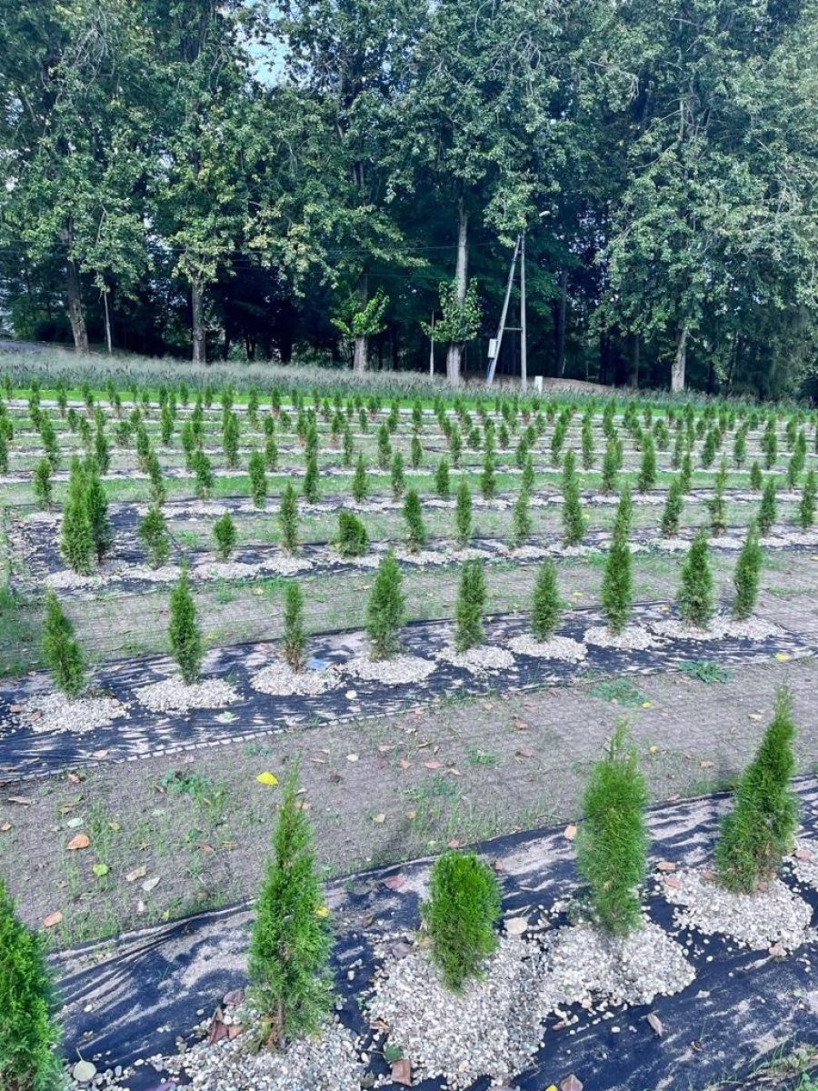 Zdjęcie w galerii na portalu naszwodzislaw.com: Radlin. Park Jordanowski w budowie wiadomości z regionu