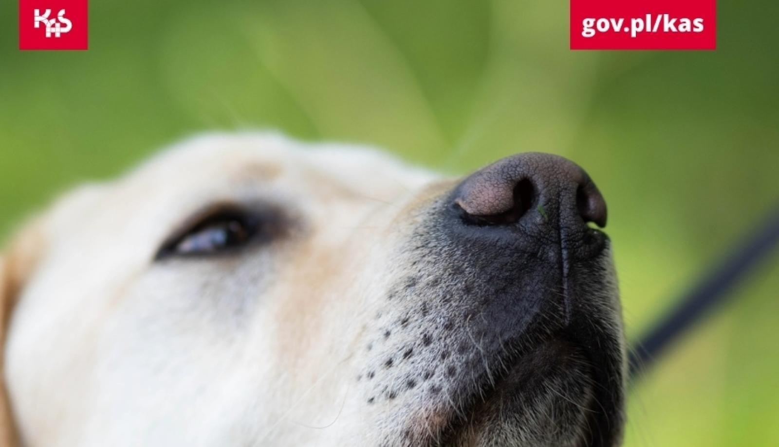 Zdjęcie w galerii na portalu naszwodzislaw.com: Yerry i jego niezawodny nos. Wywąchał tabletki ecstasy wiadomości z regionu