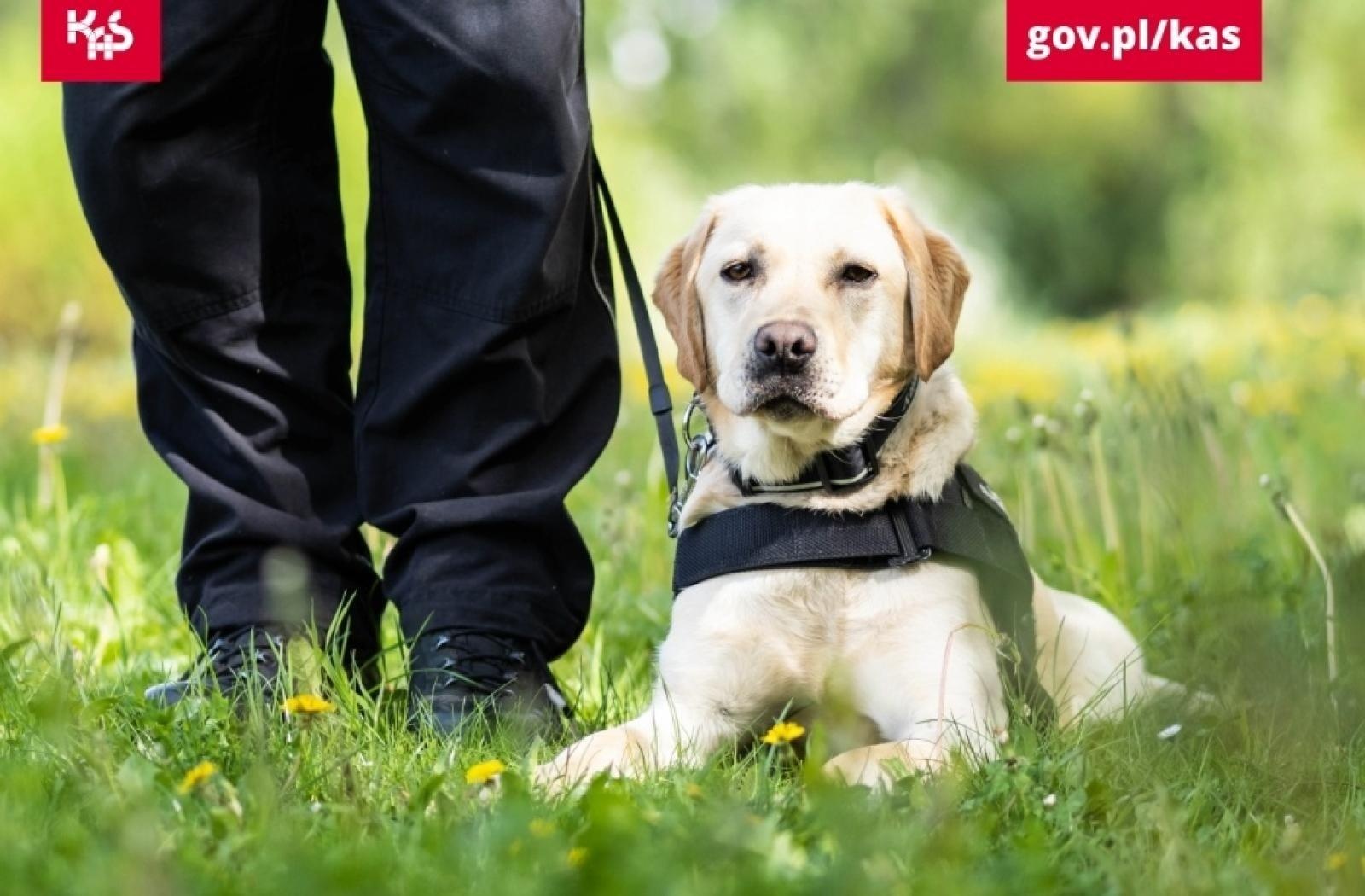 Zdjęcie w galerii na portalu naszwodzislaw.com: Yerry i jego niezawodny nos. Wywąchał tabletki ecstasy wiadomości z regionu