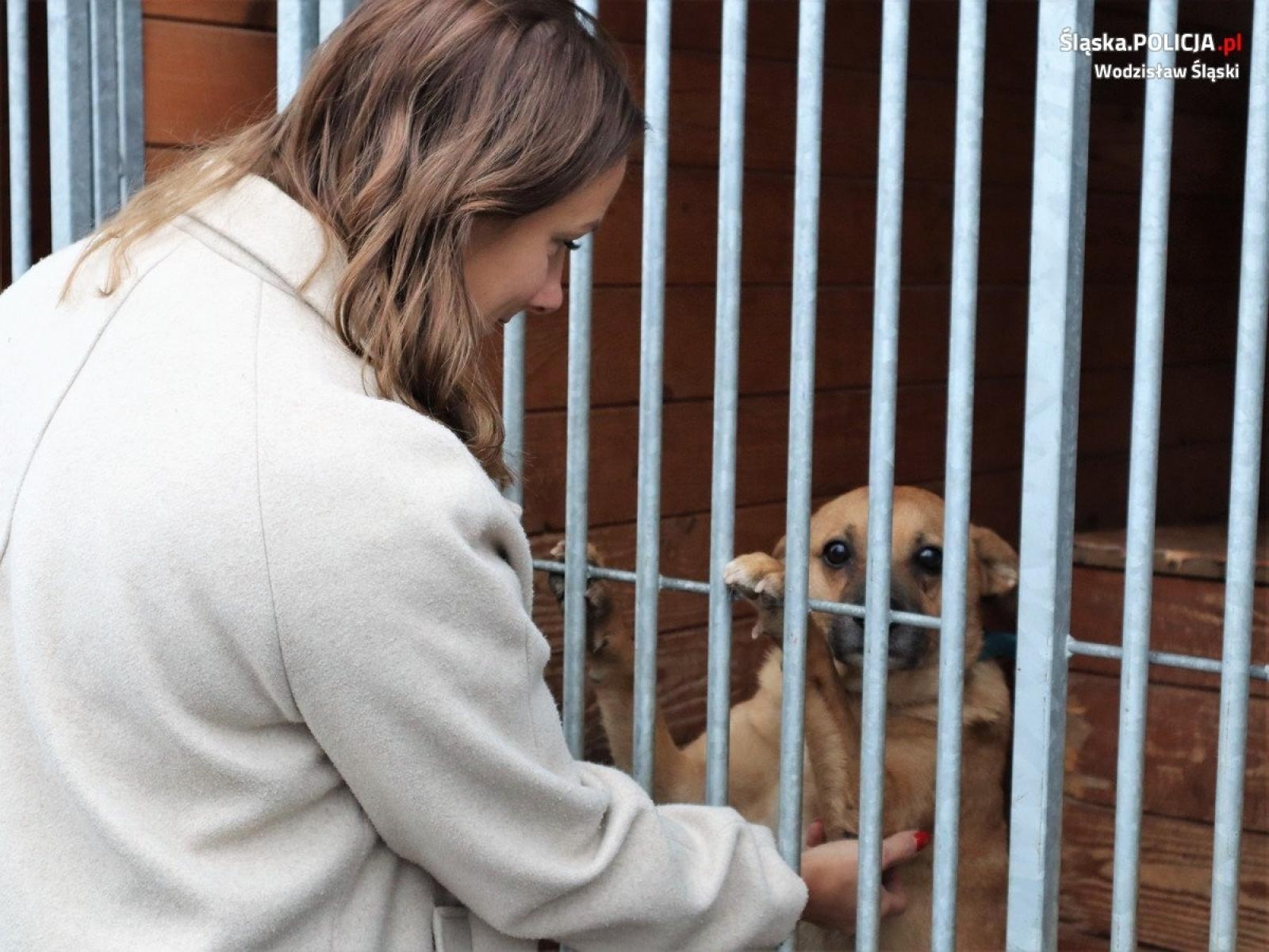 Zdjęcie w galerii na portalu naszwodzislaw.com: Paka dla psiaka. Wodzisławscy policjanci wzięli udział w wyjątkowej zbiórce wiadomości z regionu