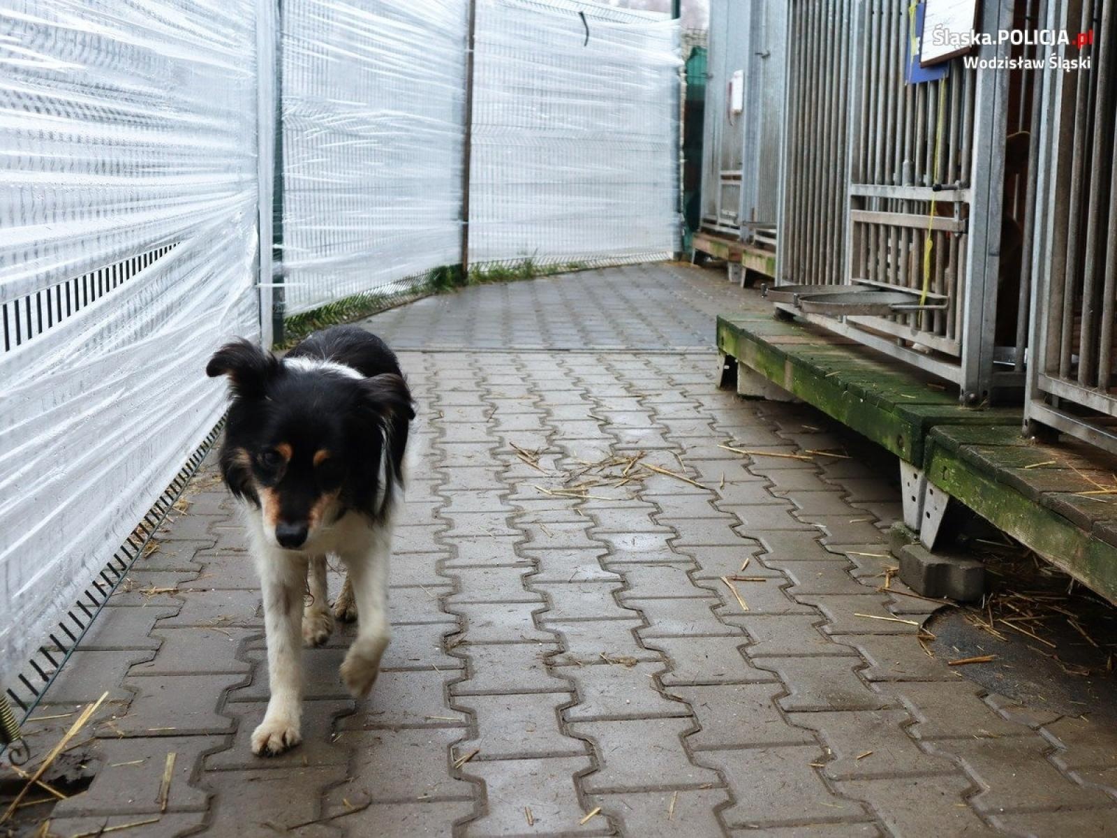 Zdjęcie w galerii na portalu naszwodzislaw.com: Paka dla psiaka. Wodzisławscy policjanci wzięli udział w wyjątkowej zbiórce wiadomości z regionu