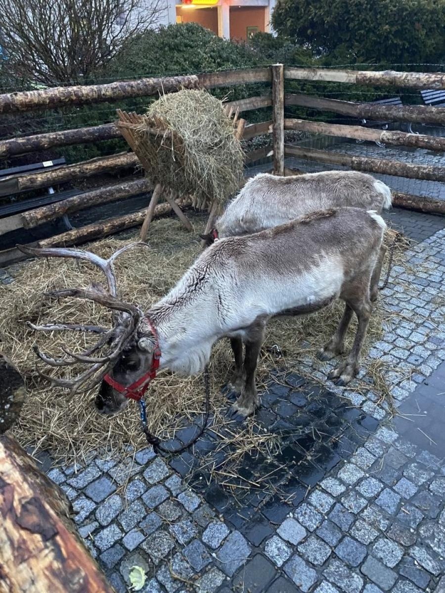 Zdjęcie w galerii na portalu naszwodzislaw.com: Orszak Trzech Króli powrócił do Rydułtów [FOTO] wiadomości z regionu