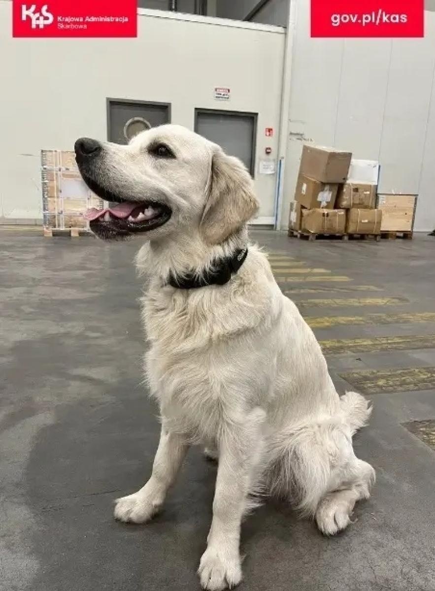 Zdjęcie w galerii na portalu naszwodzislaw.com: Czworonożny funkcjonariusz Kodi ujawnił przemyt wiadomości z regionu