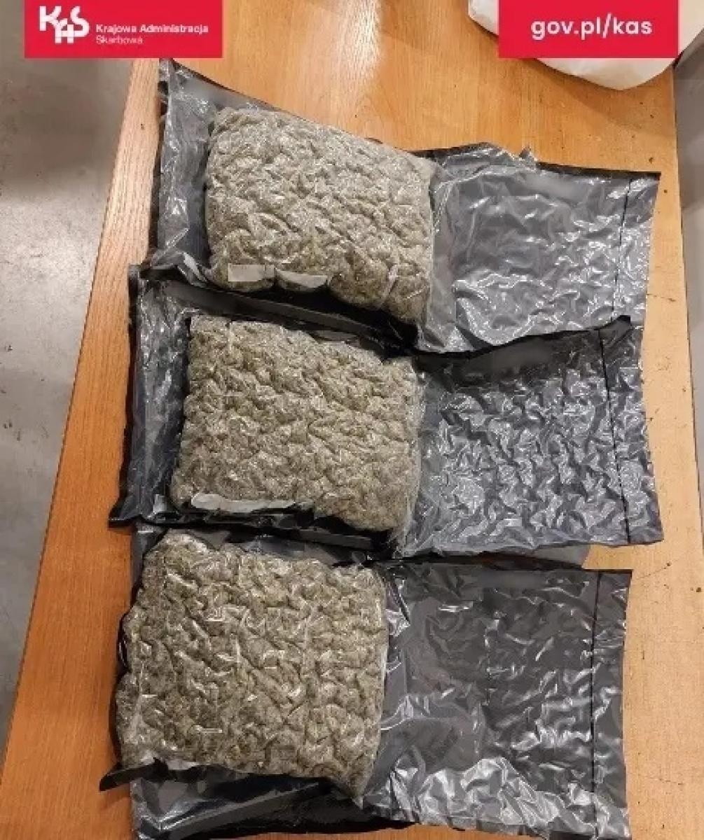 Zdjęcie w galerii na portalu naszwodzislaw.com: Czworonożny funkcjonariusz Kodi ujawnił przemyt wiadomości z regionu