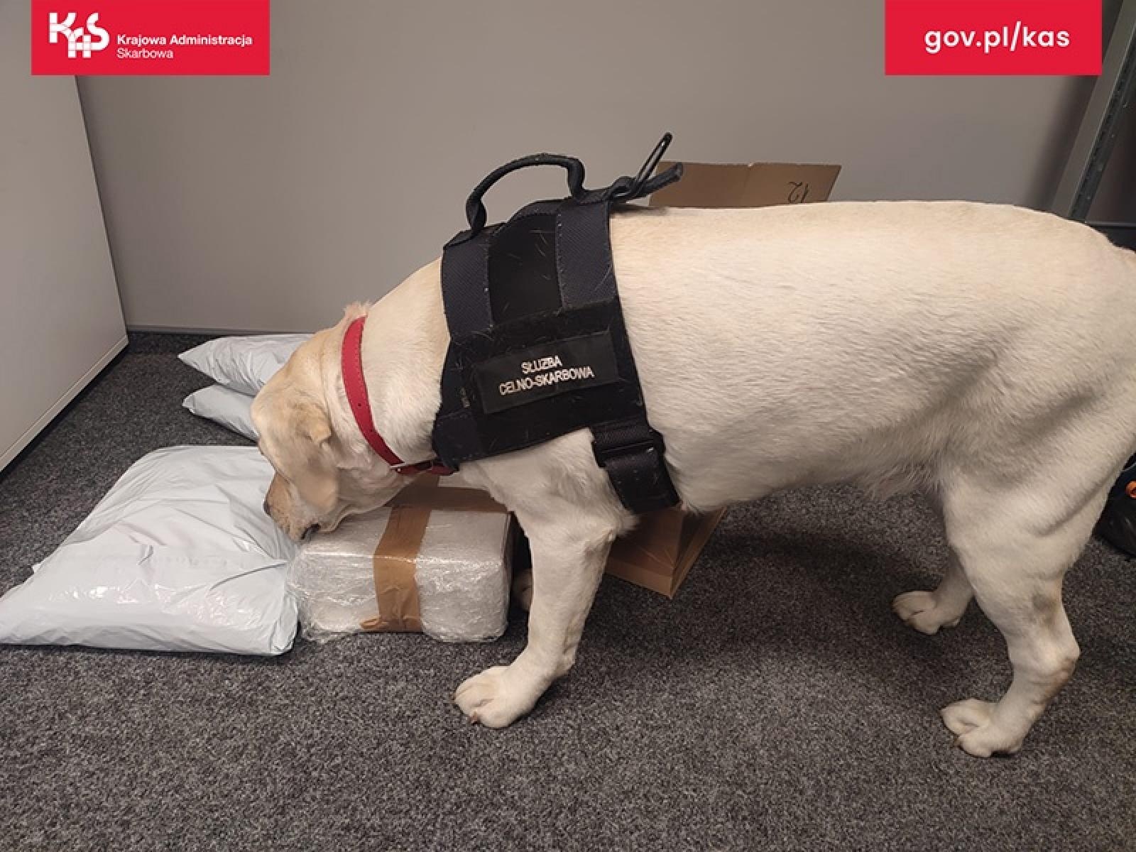 Zdjęcie w galerii na portalu naszwodzislaw.com: Suczka Beti wywęszyła 19 kilogramów tytoniu w paczkach kurierskich wiadomości z regionu