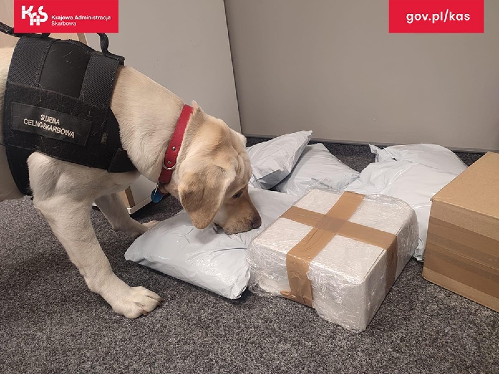 Zdjęcie w galerii na portalu naszwodzislaw.com: Suczka Beti wywęszyła 19 kilogramów tytoniu w paczkach kurierskich wiadomości z regionu
